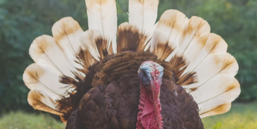 Image for Happy Thanksgiving from Serving Those Who Serve