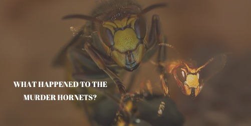 Were there murder hornets?
