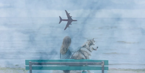 Animals on Airlines, Animal on Airline, image: woman with dog watching a plane in the sky