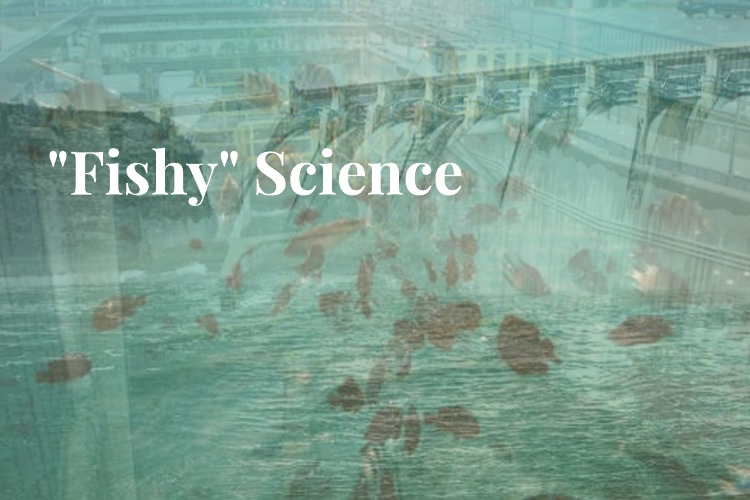 Image for DOE Fish Research and UMASS-Amherst Release Results from Fishy Research