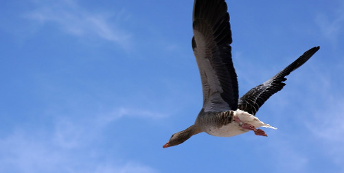 Transferring Out of the TSP - image: wild goose flying away