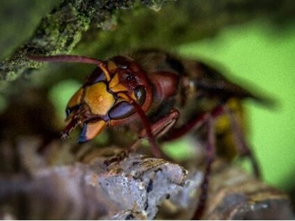 Are Murder Hornets Real?